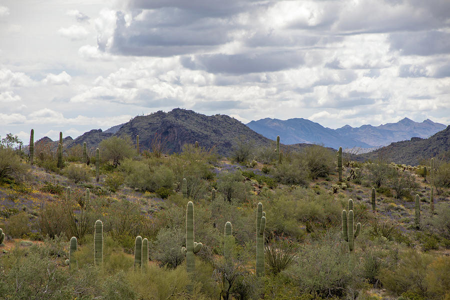 Nature Photograph - Arizona Desert Landscape  by Teresa Wilson