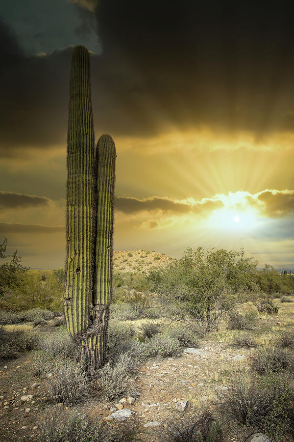 Arizona Desert Landscape with Sun Rays Photograph by Chic Gallery ...