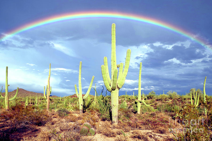 Saguaro National Park Photograph - Arizona Desert Rainbow by Douglas Taylor