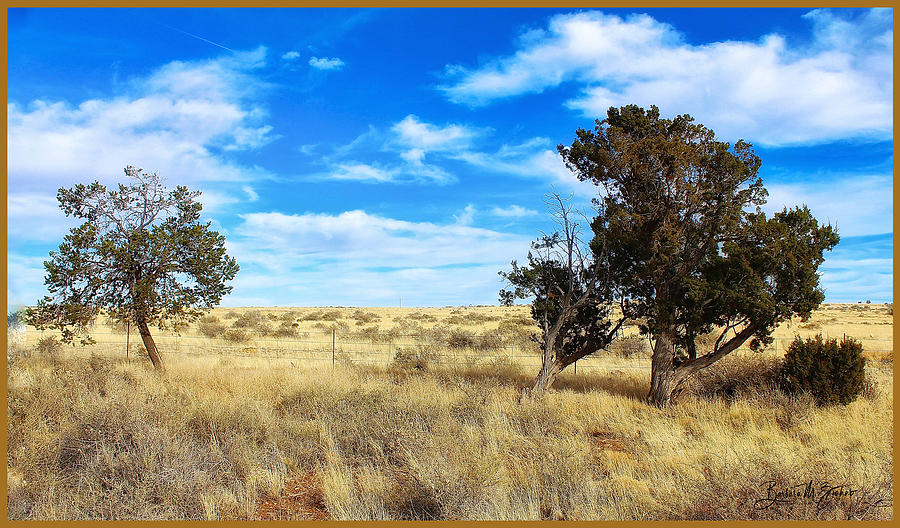 Arizona Desert Scene Photograph by Barbara Zahno