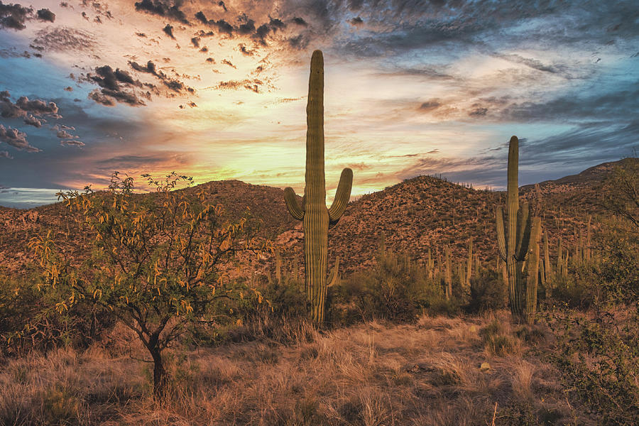 Arizona Desert Sunrise Photograph by David C Vincent - Fine Art America