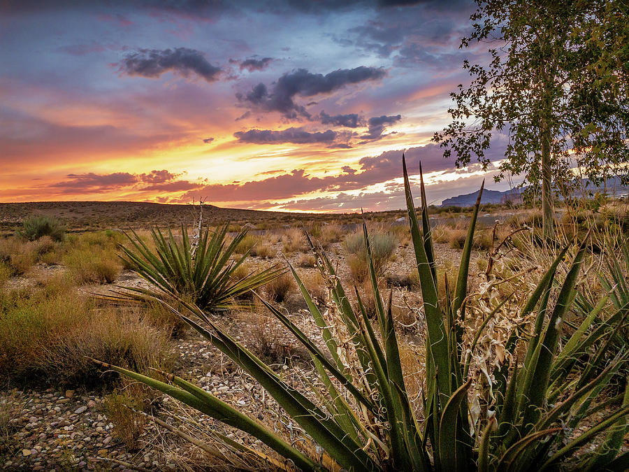 Arizona Desert Sunset Photograph by Bradley Morris