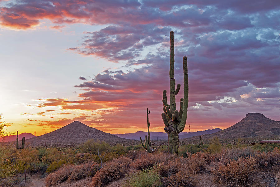Arizona Desert Sunset Landscape With Tall Cactus Photograph by Ray ...