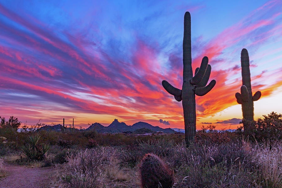 Arizona Desert Sunset Near Hiking Trail With Cactus Photograph by Ray ...
