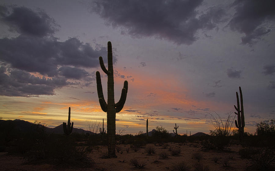 Arizona Desert Sunset Photograph by Sue Gannaway - Fine Art America