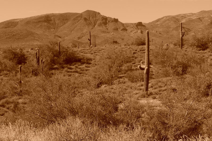 Arizona Desert Vista Photograph by Bill Tomsa