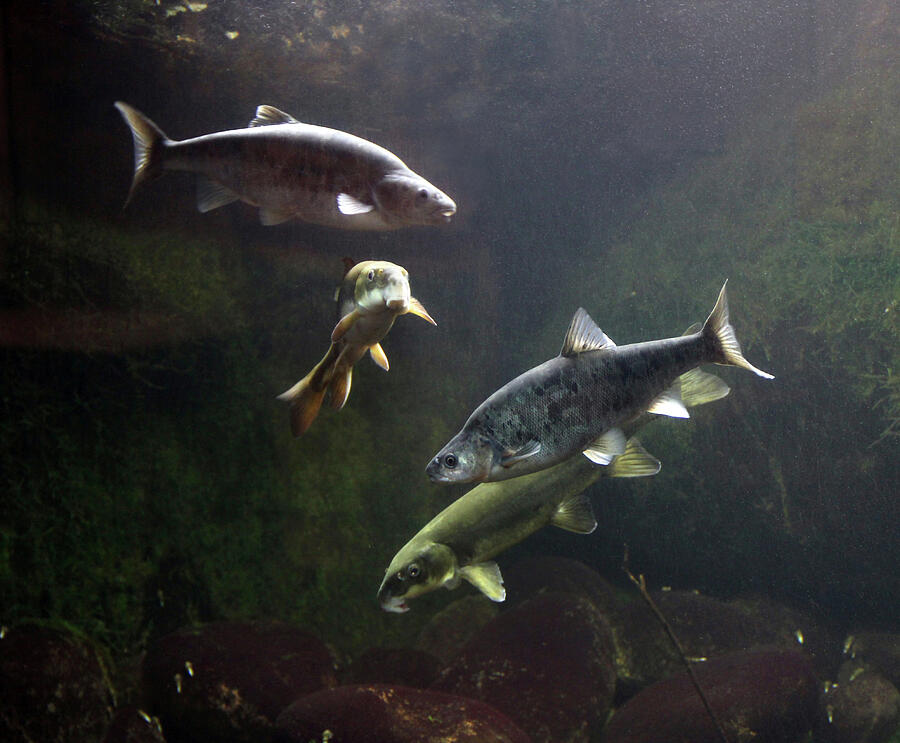 Arizona Fish Photograph by Glen Loftis | Fine Art America