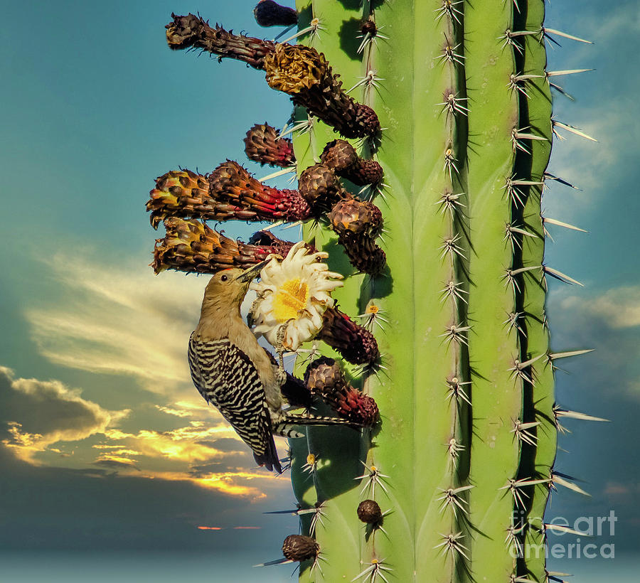 Arizona Gila Woodpecker on Cacti Photograph by Karen Cox