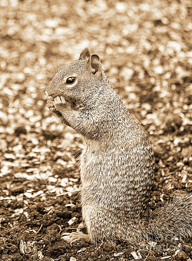 Squirrel Photograph - Arizona Gray Squirrel Sepia by Elisabeth Lucas