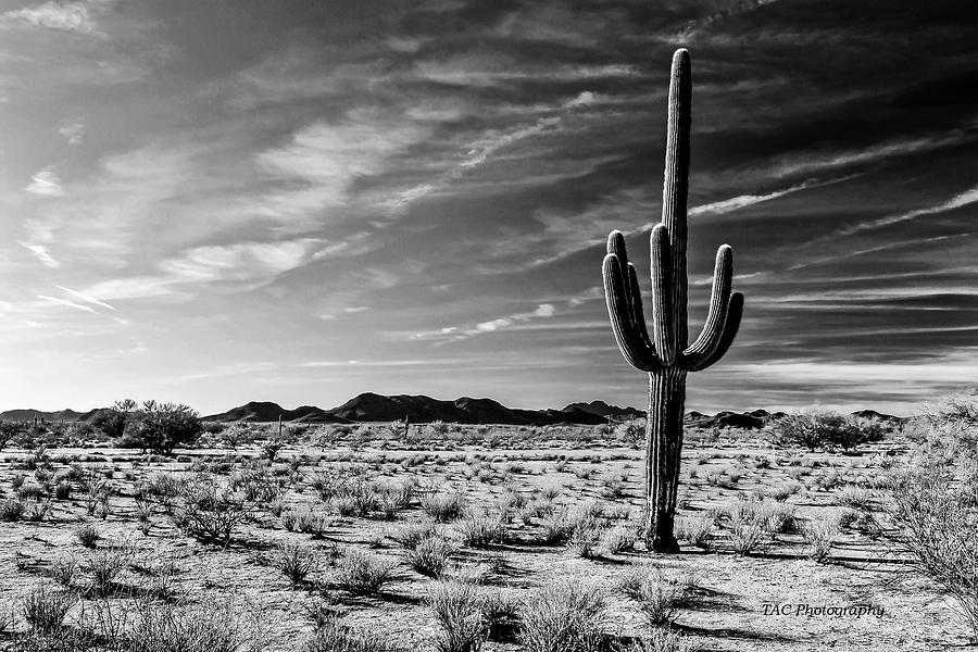 Arizona Icon The Saguaro Photograph