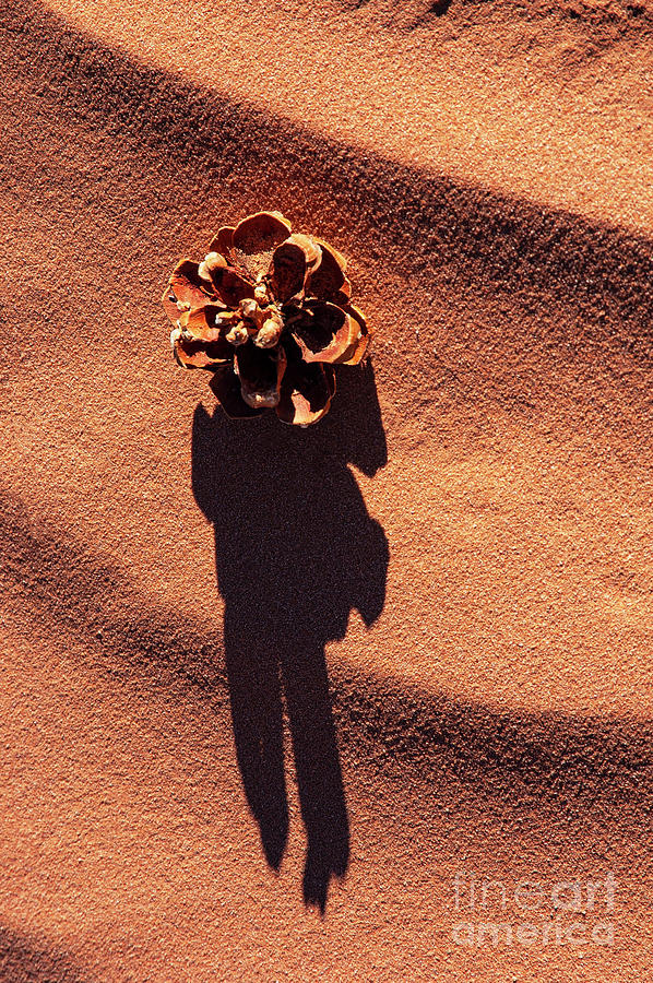 Arizona Lost Pine Photograph by Bob Phillips