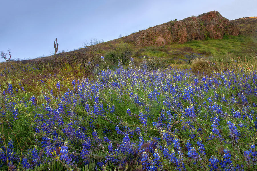 Arizona Lupine and Spring Blossems Photograph by Dave Dilli
