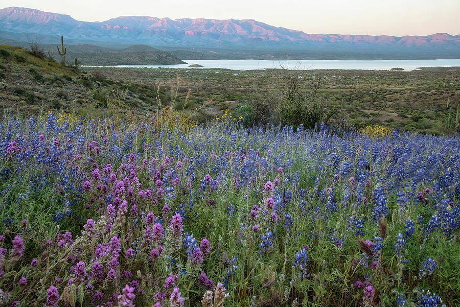 Arizona Lupine and Spring Blossoms near Roosevelt Lake Photograph by Dave Dilli