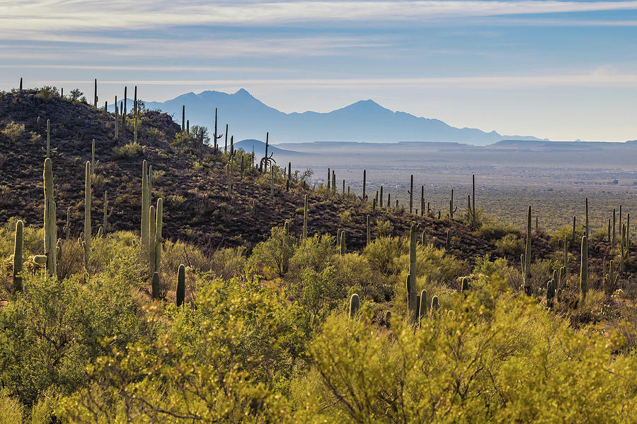 Tucson Photograph - Arizona Morning by Rosemary Woods Images