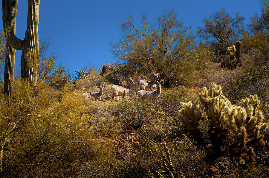 Arizona Mountain Goats Photograph by Cheryl Prather