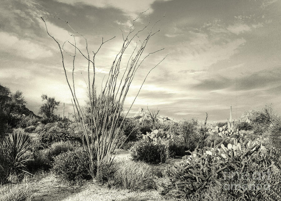 Arizona Ocotillo - Monochromatic Digital Art by Anthony Ellis
