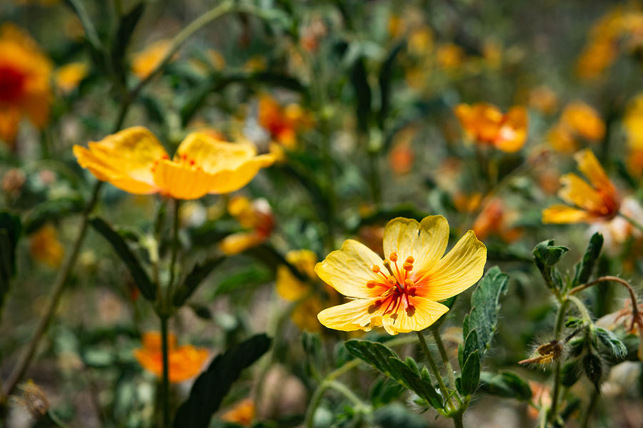 Arizona Poppies Photograph by Bonny Puckett