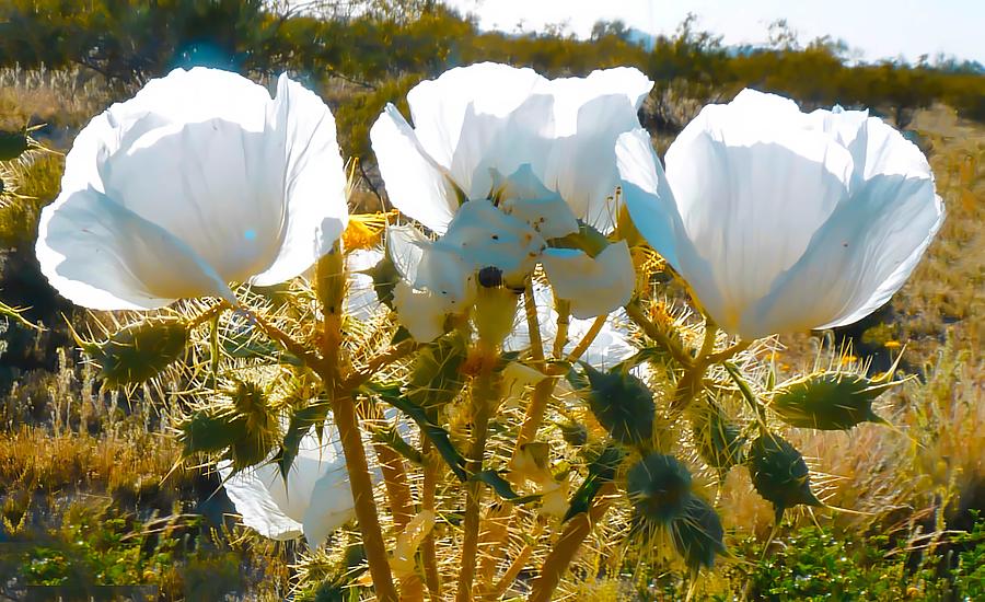Flower Photograph - Arizona Prickly Poppies by Judy Kennedy