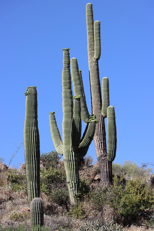 Arizona Saguaro Cacti In Bloom Digital Art by Tom Janca Arizona Saguaro Cacti In Bloom Digital Art by Tom Janca