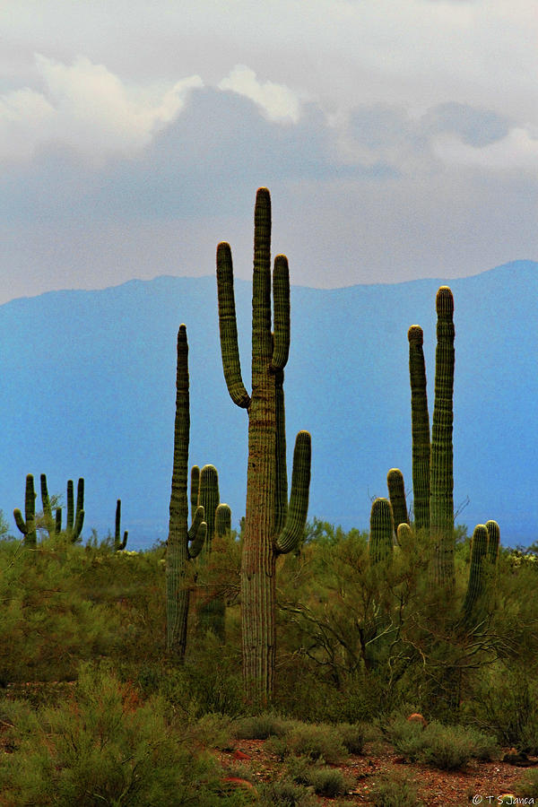 Arizona Saguaro Cacti Digital Art by Tom Janca