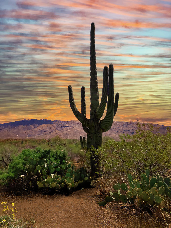 Arizona Saguaro Cactus in the Sunset Photograph by John Marr
