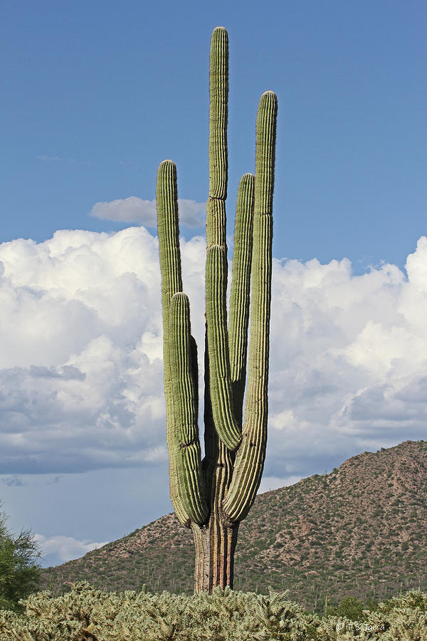 Arizona Saguaro Cactus With Cholla Digital Art by Tom Janca