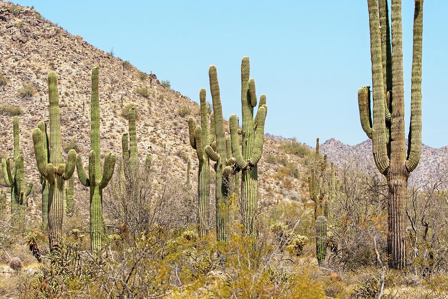 Arizona Saguaros Photograph