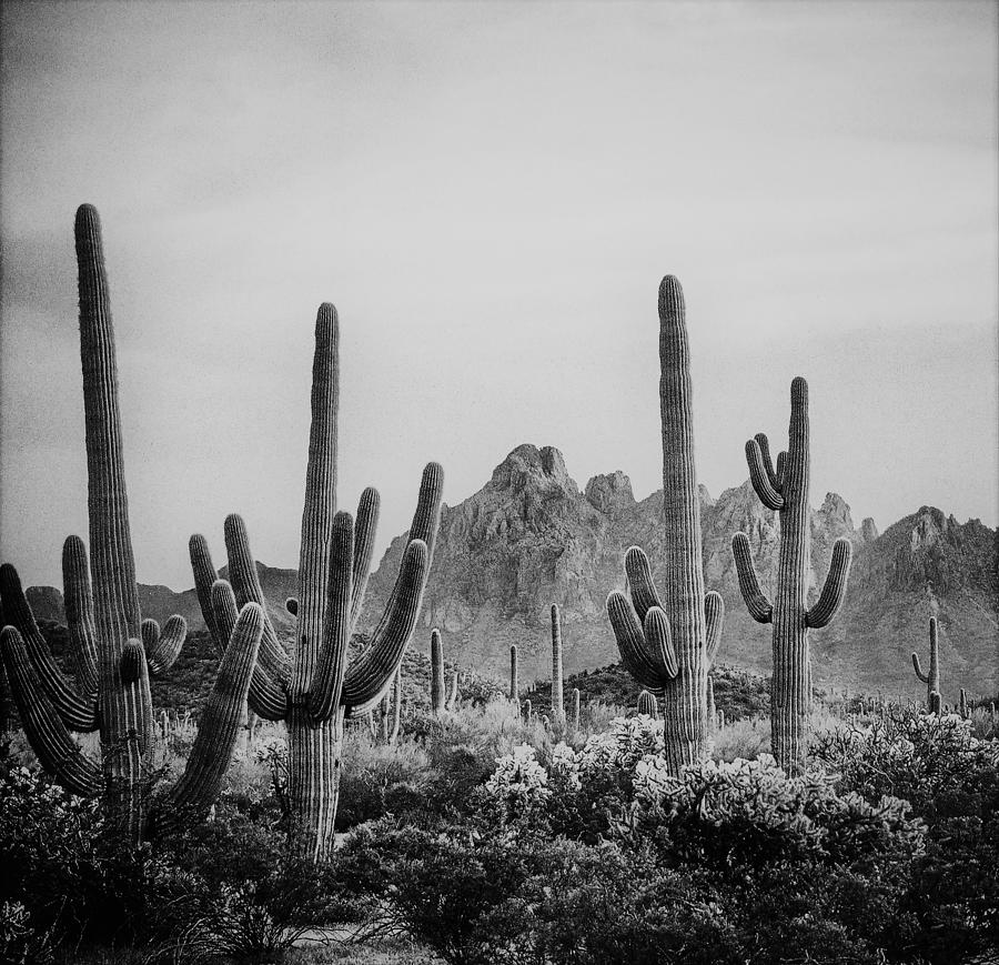 Arizona Sonoran Desert Landscape Photograph by Elizabeth Pennington ...