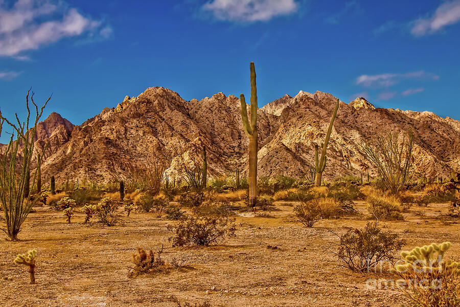 Tucson Photograph - Arizona Sonoran Desert by Robert Bales