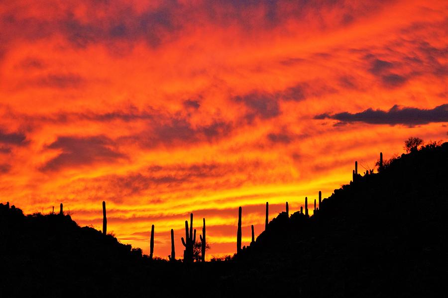 Arizona Sonoran Sunset Photograph by Dennis Boyd