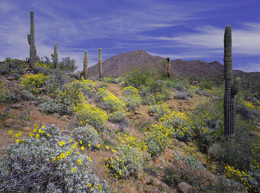 Arizona spring desert Photograph by Ron and Patty Thomas