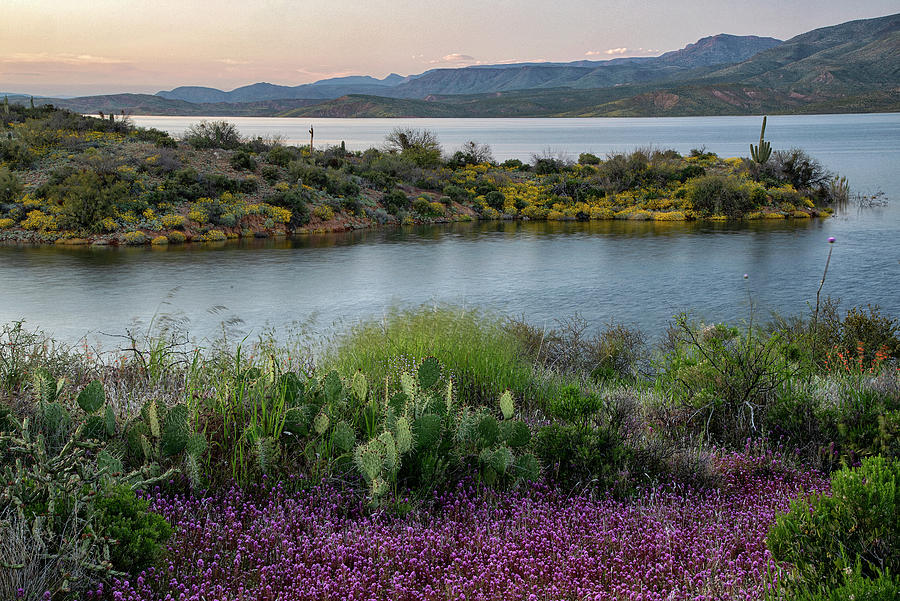 Arizona Spring Flower blossoms over Roosevelt Lake Photograph by Dave Dilli