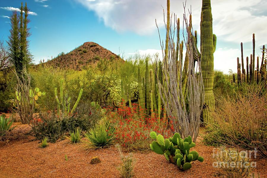 Arizona Spring Photograph by Jon Burch Photography