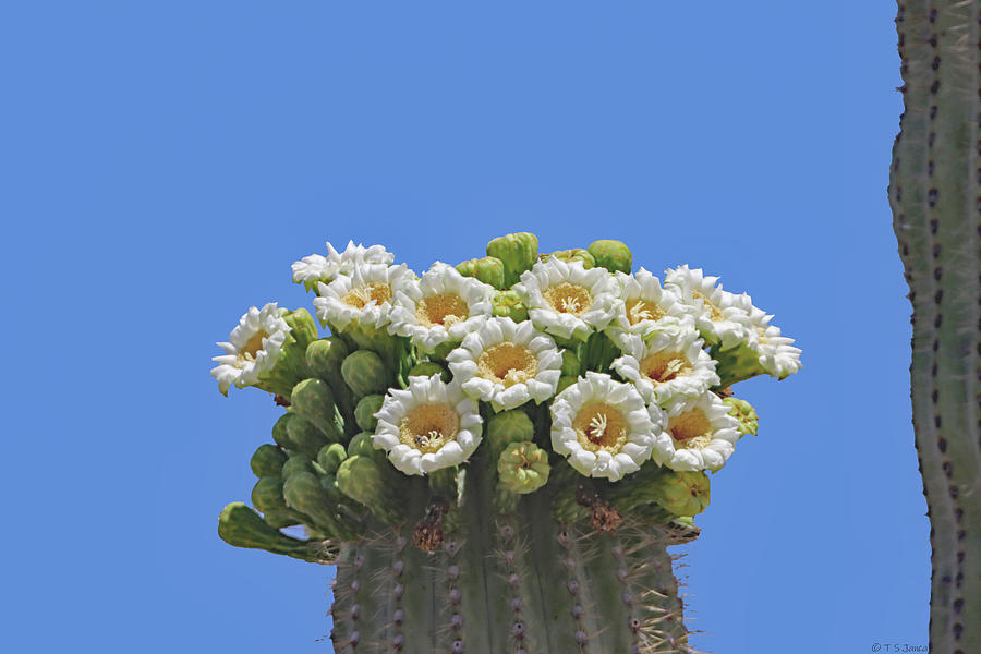 Arizona State Flower The Saguaro Blossoms Digital Art by Tom Janca