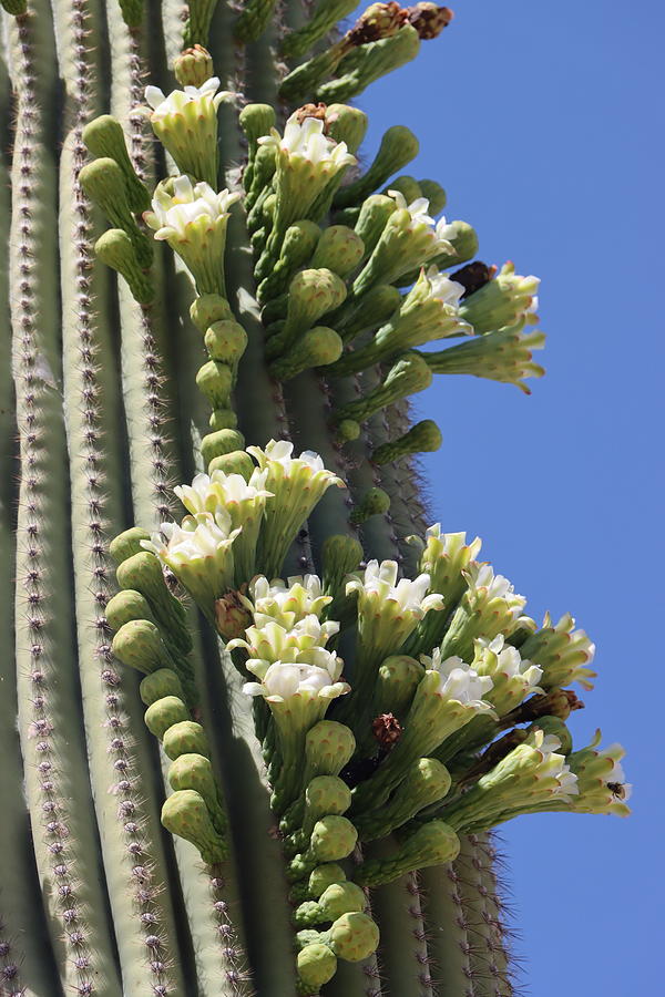 Arizona State Flowers Are the Saguaro  Digital Art by Tom Janca