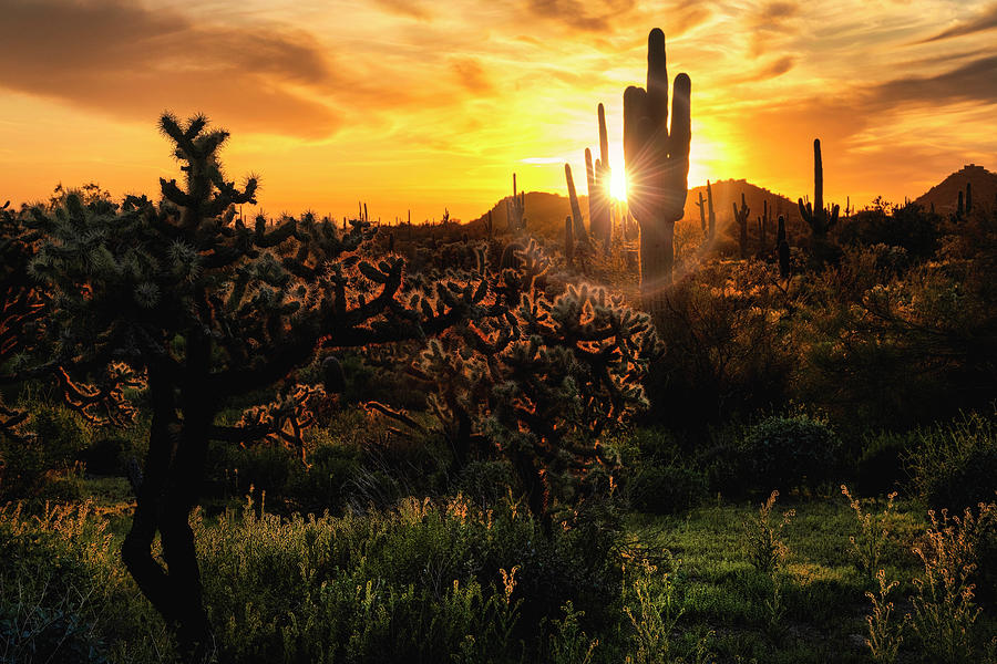 Arizona Sunshine Shines Through Photograph by Saija Lehtonen - Fine Art ...