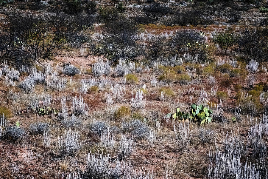 Arizona Vegetation II Photograph by Tom Singleton