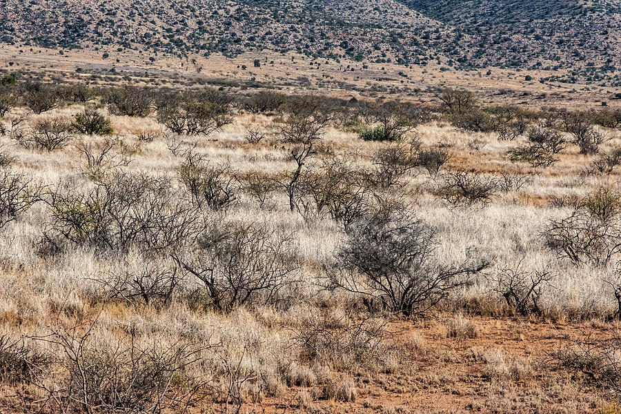 Arizona Vegetation Photograph by Tom Singleton