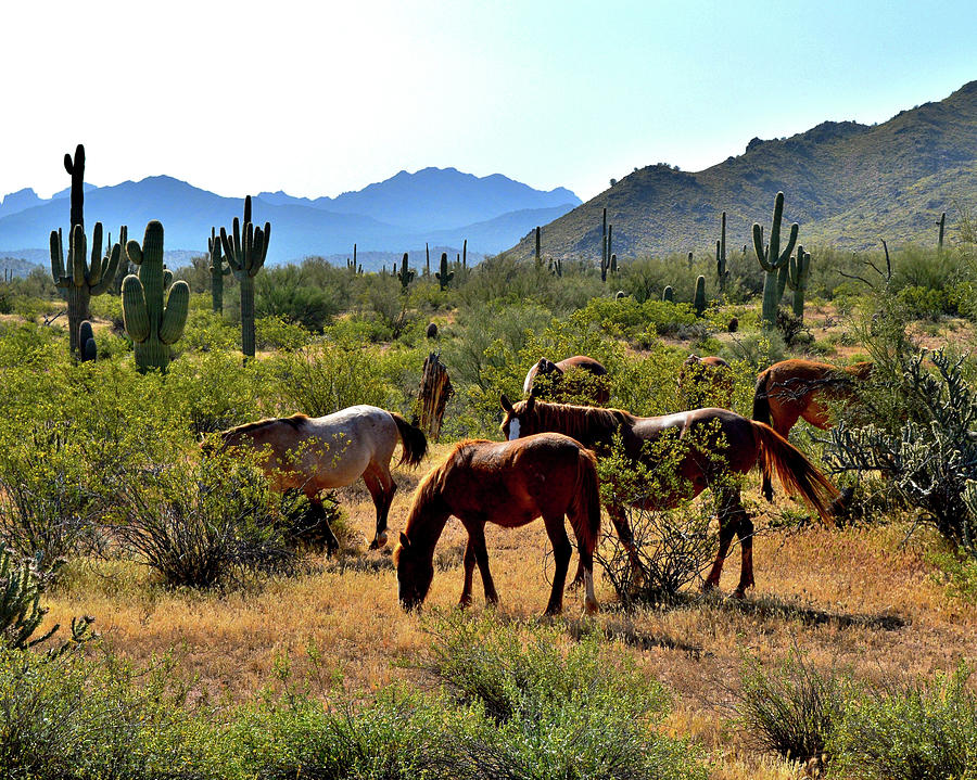 Arizona Wild Horses Photograph by Susie Loechler