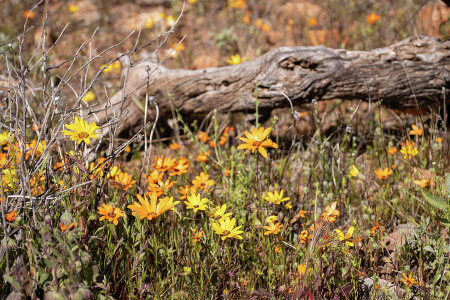 Arizona Wildflowers Photograph
