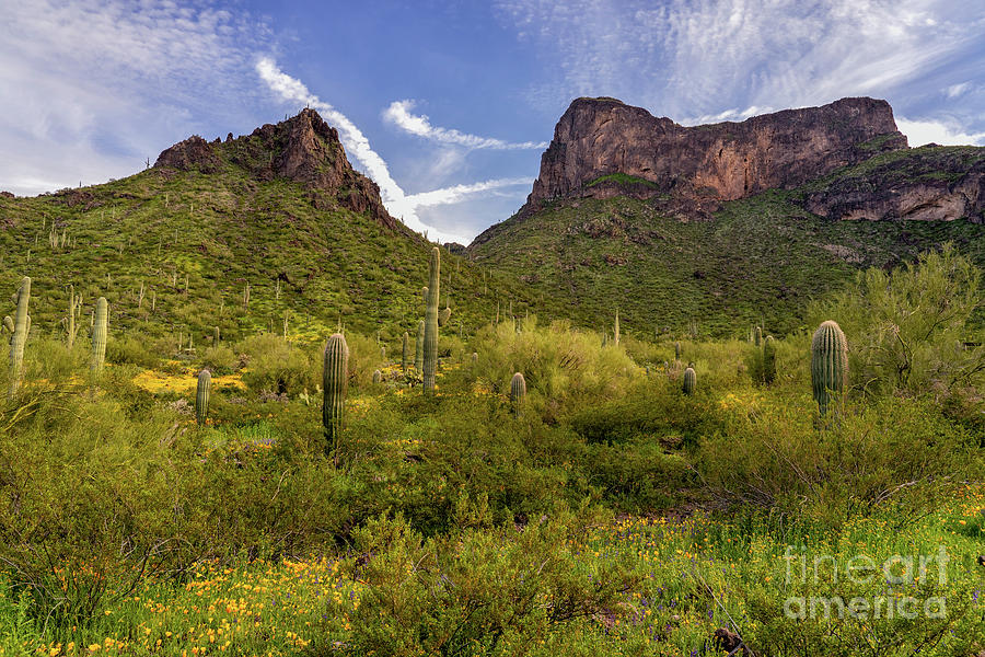 Arizona Wildflowers  Photograph by Roxie Crouch