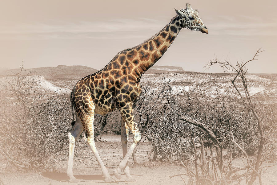 Giraffe Photograph - Arizona Wildlife by Donna Kennedy