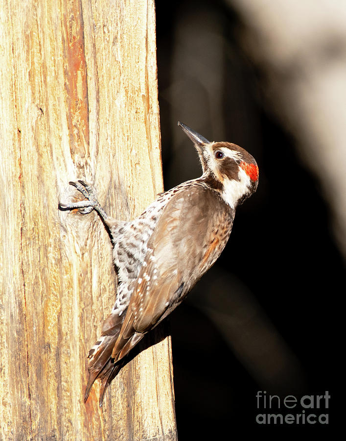 Arizona Woodpecker Photograph by Dennis Hammer