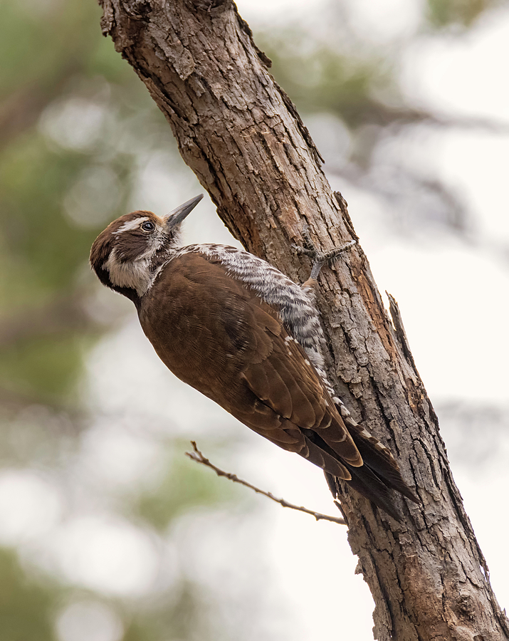 Arizona Woodpecker Photograph by Loree Johnson