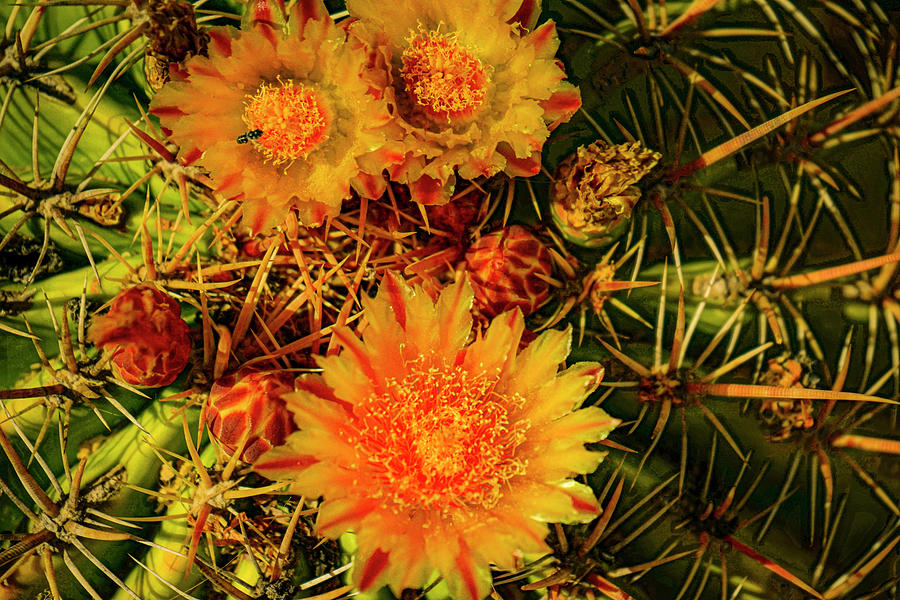 Arizona Yellow Cactus Flower Photograph