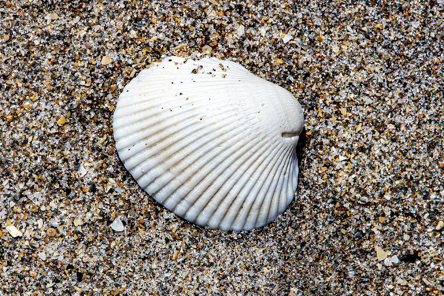 Ark Clam Shell Photograph by Blair Damson