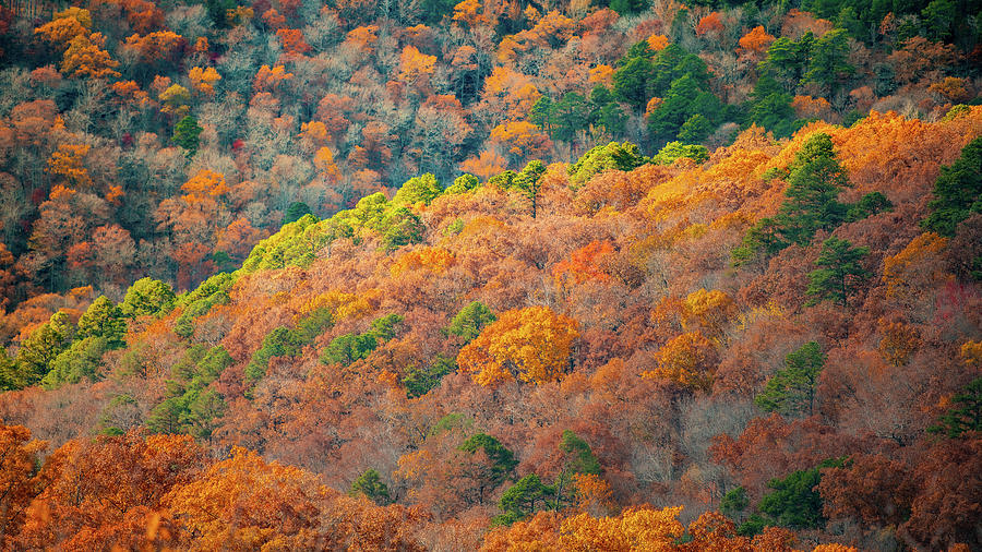 Arkansas Autumn Photograph by David Downs