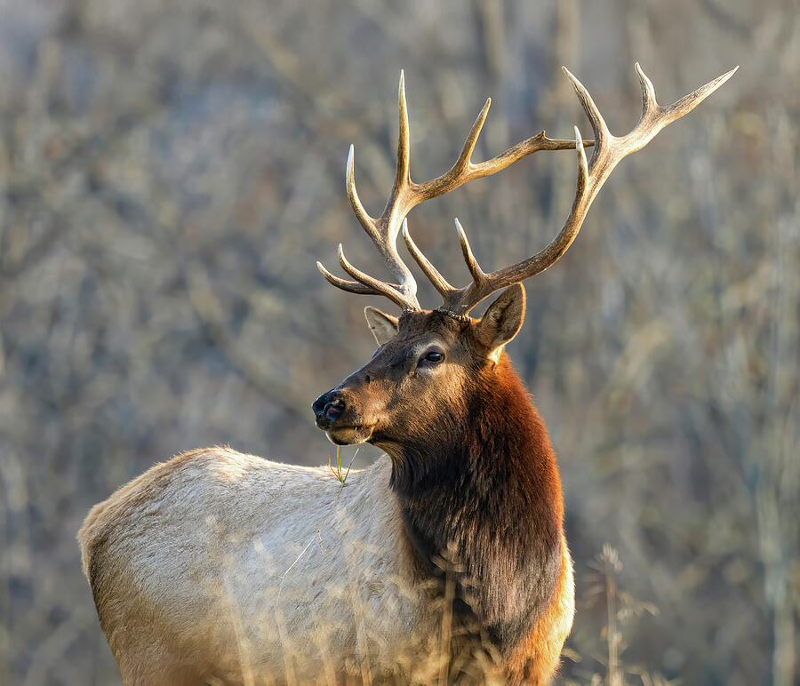 Arkansas Bull Elk Portrait 2 Photograph by Lee and Renee Walsh