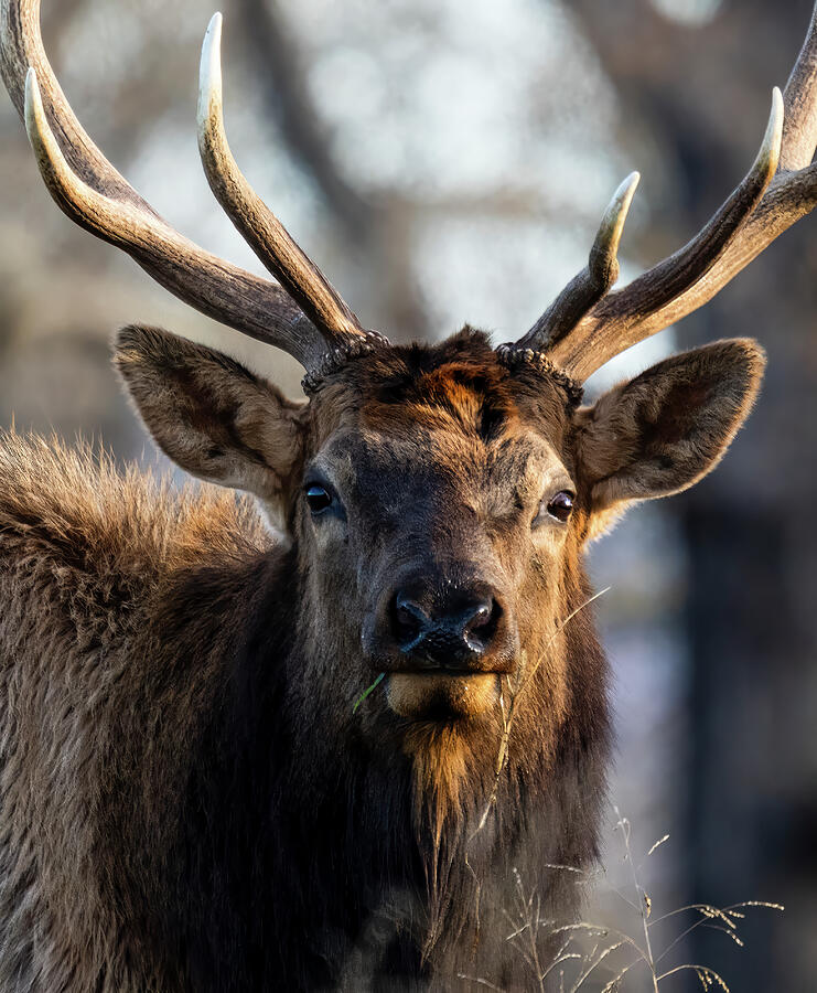 Arkansas Bull Elk Portrait Photograph by Lee and Renee Walsh Arkansas Bull Elk Portrait Photograph by Lee and Renee Walsh