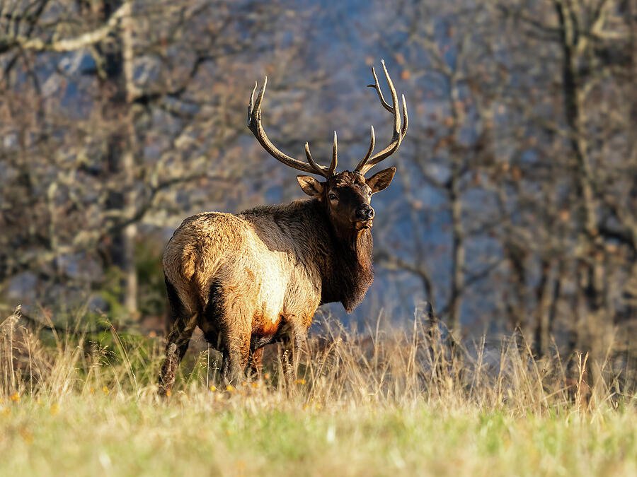Arkansas Elk Looking Back Photograph by Lee and Renee Walsh Arkansas Elk Looking Back Photograph by Lee and Renee Walsh